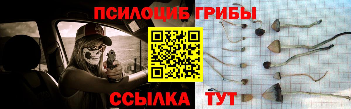 Галлюциногенные грибы Psilocybine cubensis  Камышин  Псилоцибиновые грибы GOLDEN TEACHER 
